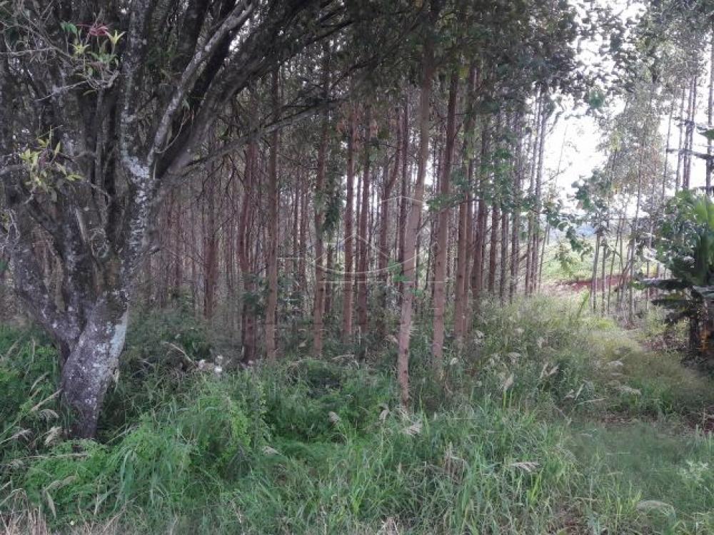 Comprar Terreno / Chácara em Ouro Verde do Oeste apenas R$ 280.000,00 - Foto 13 Comprar Terreno / Chácara em Ouro Verde do Oeste apenas R$ 280.000,00 - Foto 13