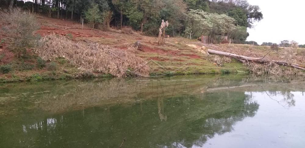 Comprar Rural / Chácara sem Casa em Toledo apenas R$ 750.000,00 - Foto 11 Comprar Rural / Chácara sem Casa em Toledo apenas R$ 750.000,00 - Foto 11