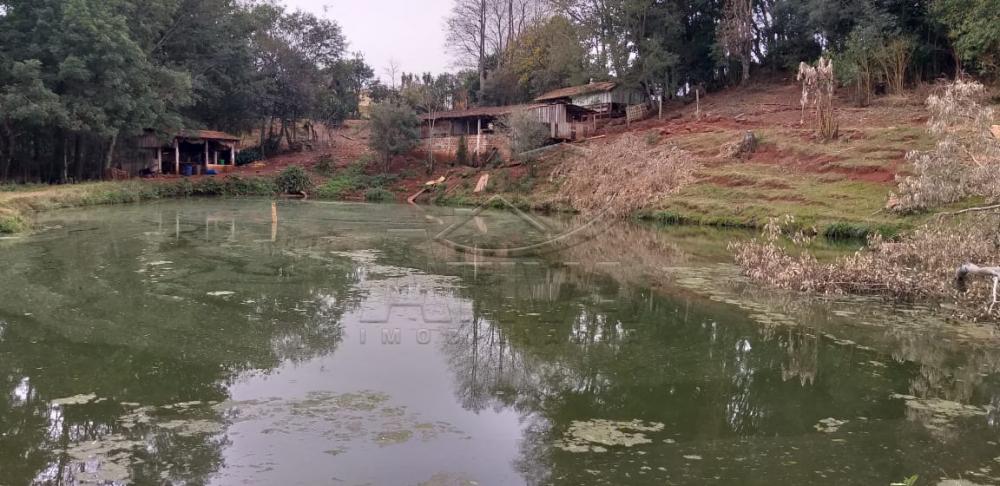 Comprar Rural / Chácara sem Casa em Toledo apenas R$ 750.000,00 - Foto 14 Comprar Rural / Chácara sem Casa em Toledo apenas R$ 750.000,00 - Foto 14