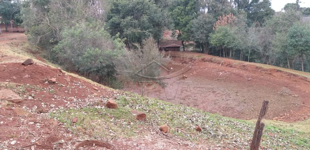 Comprar Rural / Chácara sem Casa em Toledo apenas R$ 750.000,00 - Foto 25 Comprar Rural / Chácara sem Casa em Toledo apenas R$ 750.000,00 - Foto 25