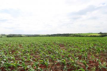 imagem 4 - Rural - Chácara sem Casa imagem 4 - Rural - Chácara sem Casa