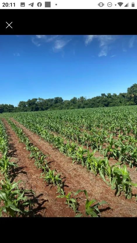 Alugar Rural / Chácara sem Casa em Toledo. apenas R$ 550.000,00