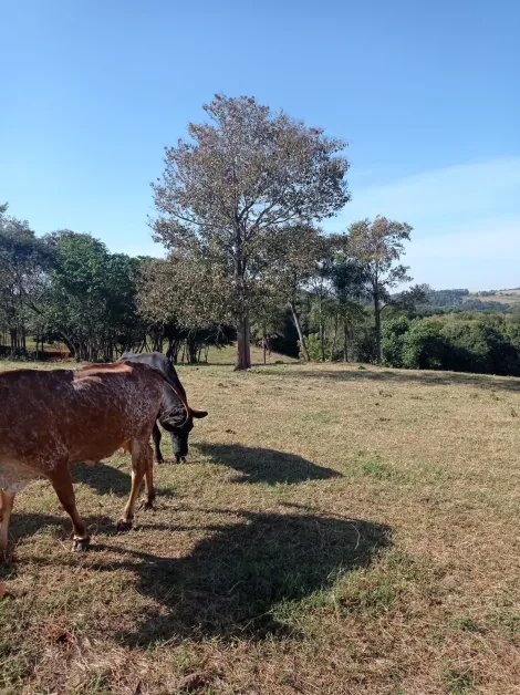 imagem 4 - Rural - Sítio imagem 4 - Rural - Sítio